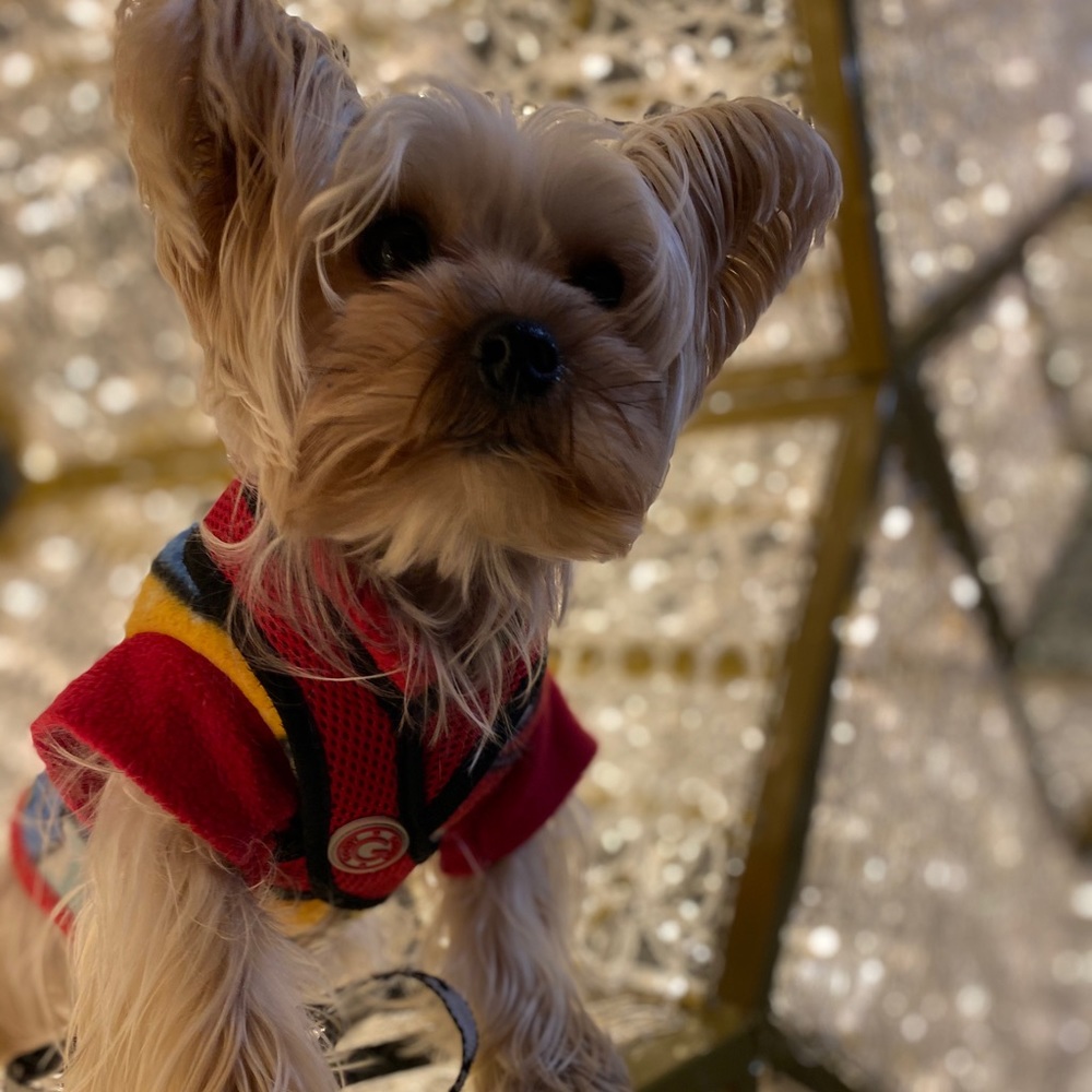 Meet your Posher, Adilene